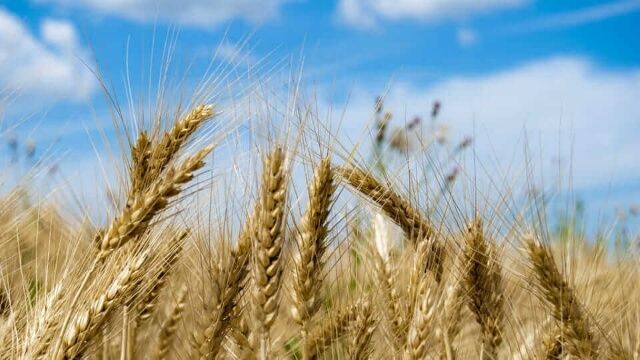 Grano